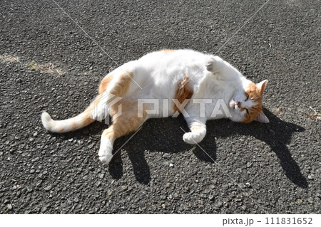 お腹を見せて寝転がる野良猫　静岡 111831652