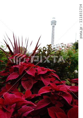 日本の横浜にある公園の秋の花壇の花など 111831734