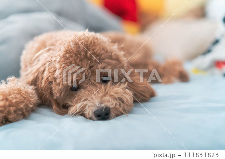 クッションで寛ぐトイプードル 111831823
