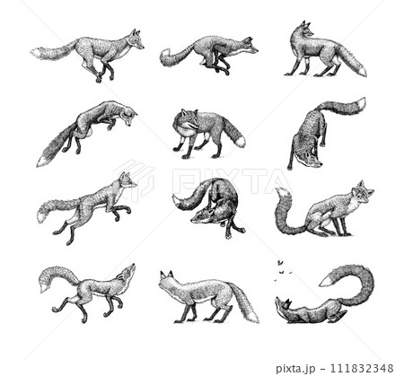 Wild red fox set. Forest ginger animal flying and jumping. Vector Engraved hand drawn Vintage sketch Wild red fox set. Forest ginger animal flying and jumping. Vector Engraved hand drawn Vintage sketch 111832348