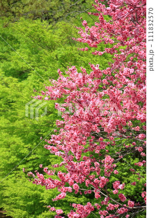 関山桜 関山桜 111832570