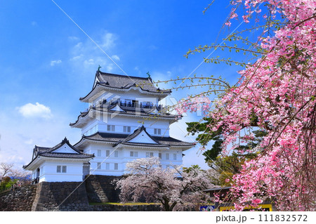 【神奈川県】晴天の小田原城と満開の枝垂れ桜 111832572
