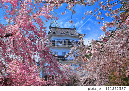 【神奈川県】晴天の小田原城と満開の枝垂れ桜 111832587