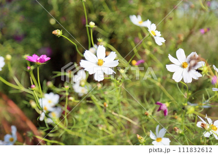 コスモスの花 111832612
