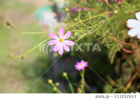 コスモスの花 111832613