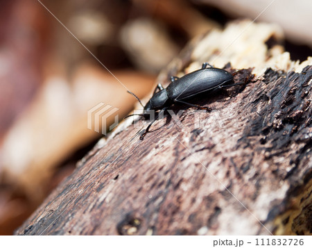 朽木からはい出した甲虫　サトユミアシゴミムシダマシ 111832726