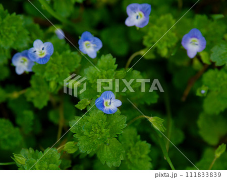 コバルトブルーの花をつけるオオバコ科オオイヌノフグリ コバルトブルーの花をつけるオオバコ科オオイヌノフグリ 111833839