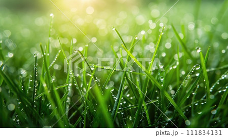 Lovely morning dew drops glistening on the grass, Ai Generated. 111834131