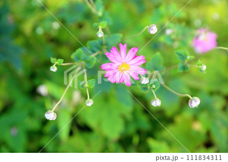 シュウメイギクの花 シュウメイギクの花 111834311