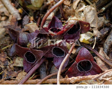 ヒメカンアオイの変種ウマノスズクサ科ゼニバサイシンの開花 111834380