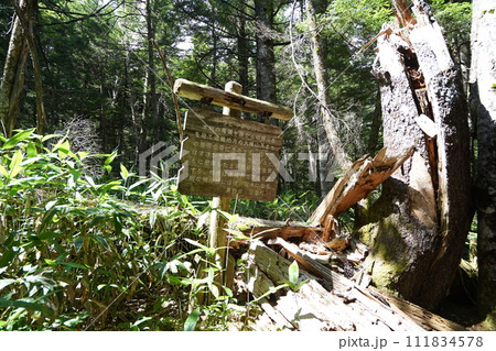 乗鞍高原ハイキング 三本滝レストハウスから子リスの径を下る途中の案内 2023年7月22日 乗鞍高原ハイキング 三本滝レストハウスから子リスの径を下る途中の案内 2023年7月22日 111834578