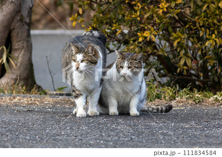公園の猫 公園の猫 111834584