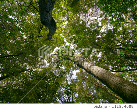 光合成をする常緑広葉樹林の樹冠 111834689