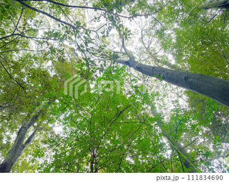 光合成をする常緑広葉樹林の樹冠 111834690