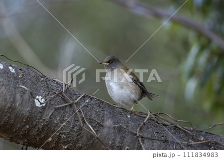 シロハラ 111834983