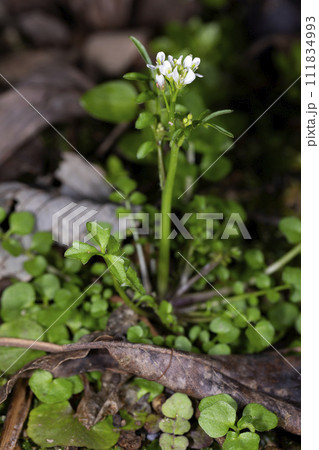 タネツケバナ タネツケバナ 111834993