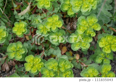 トウダイグサ20230302 111835043