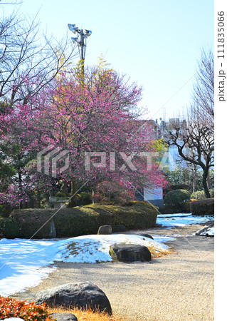 早春の訪れ 紅梅と残雪の庭園 川越城址公園 早春の訪れ 紅梅と残雪の庭園 川越城址公園 111835066
