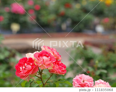 ピンク色のバラの花とコピースペース 111835068