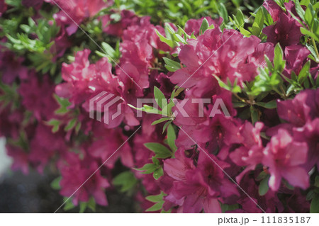 赤いツツジの花 111835187