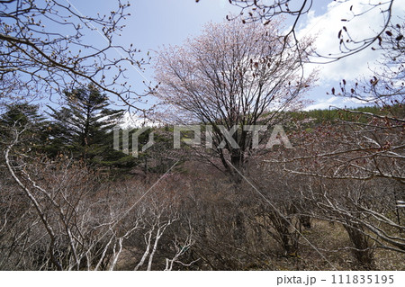 栃木県鹿沼市前日光高原 井戸湿原 桜が咲いています 2023年5月2日 栃木県鹿沼市前日光高原 井戸湿原 桜が咲いています 2023年5月2日 111835195