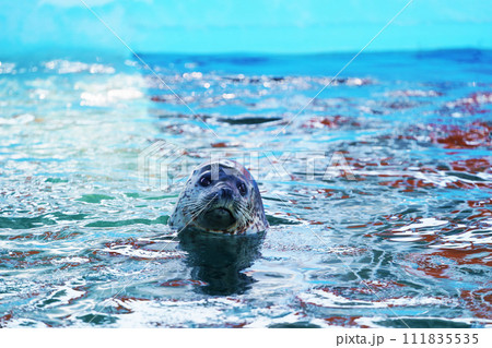 水面から顔を出す1頭のゴマフアザラシ 北海道 水面から顔を出す1頭のゴマフアザラシ 北海道 111835535