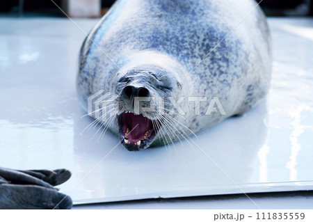大きな口を開けて…!!　ゴマフアザラシ　北海道 111835559