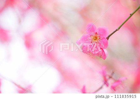 美しいピンク色の紅梅10 美しいピンク色の紅梅10 111835915