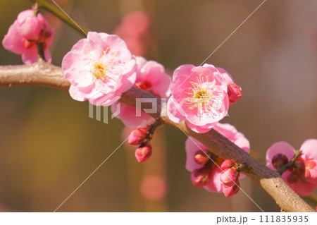 美しいピンク色の紅梅5 111835935