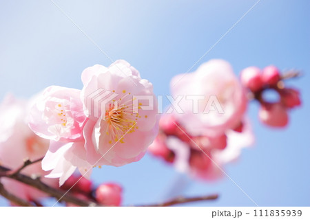 青空に映える紅梅の花5 111835939