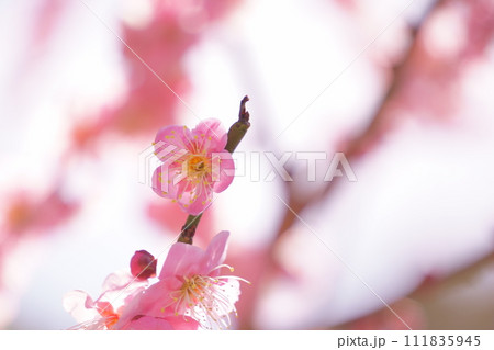 春を告げる紅梅の花　3 111835945