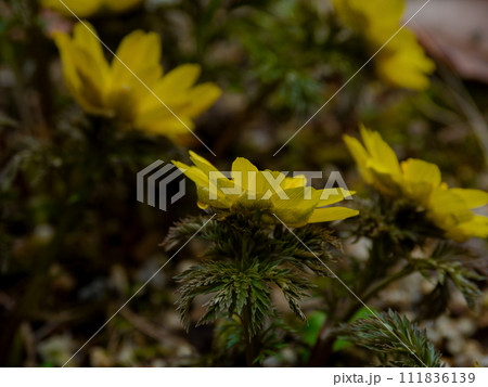早春の黄色い花 福寿草開花 早春の黄色い花 福寿草開花 111836139