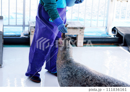 トレーナーさんからご褒美を貰う1頭のゴマフアザラシ 北海道 トレーナーさんからご褒美を貰う1頭のゴマフアザラシ 北海道 111836161