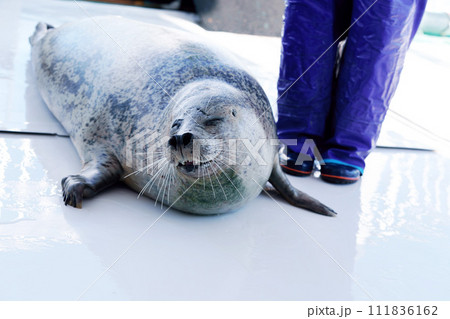 トレーナーさんの足元でリラックスしているゴマフアザラシ　北海道 111836162