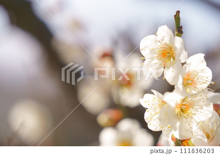 白い梅の花 3 白い梅の花 3 111836203