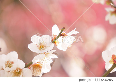 白い梅の花 1 111836205
