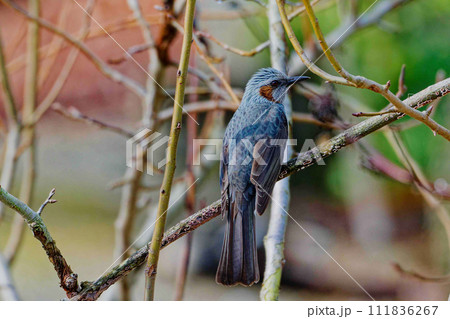 枝に止まるヒヨドリ科ヒヨドリ 111836267