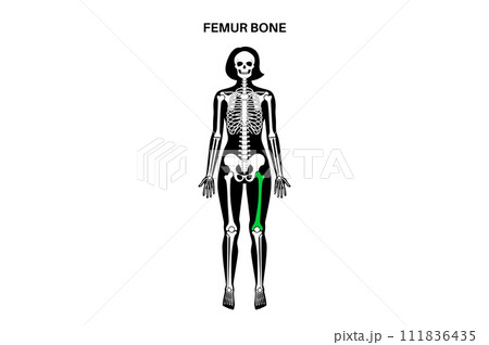 Femur bone anatomy Femur bone anatomy 111836435