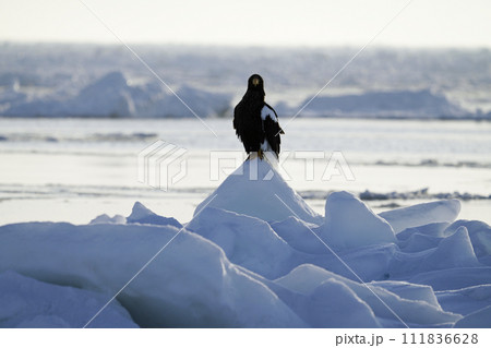 羅臼港沖の流氷とオオワシ 羅臼港沖の流氷とオオワシ 111836628