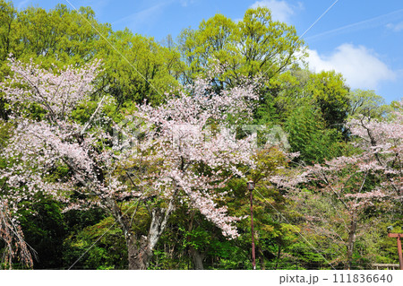 水源公園の桜 111836640