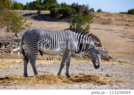 Large male zebra grevy is standing near pile of hay and eating grass Large male zebra grevy is standing near pile of hay and eating grass 111836684