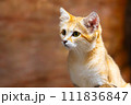 見つめる猫 111836847