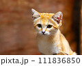 見つめる猫 111836850
