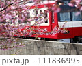 三浦半島の河津桜と電車 111836995