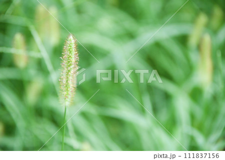 ネコジャラシ花穂 111837156