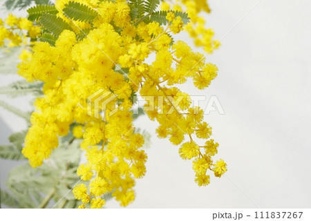 ミモザの花20230305 ミモザの花20230305 111837267