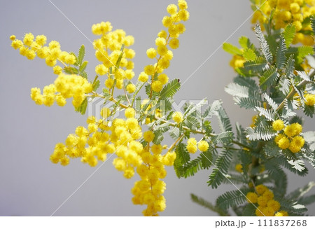 ミモザの花20230306 ミモザの花20230306 111837268