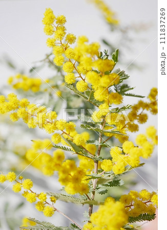 ミモザの花20230307 ミモザの花20230307 111837269