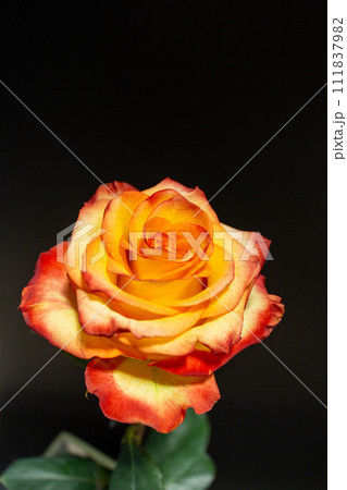 Orange rose on a black background Orange rose on a black background 111837982