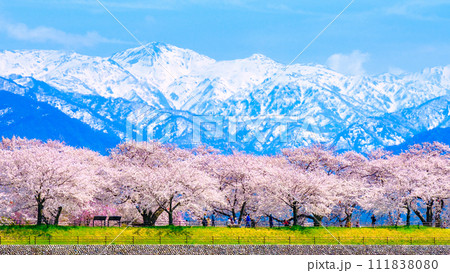 あさひ舟川（春） 111838080